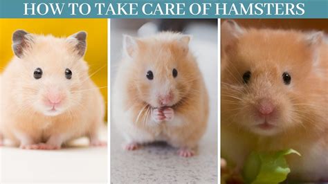 How To Take Care of a Hamster: Hamster Care Guide